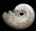 Iridescent Sublunduloceras Ammonite Fossil - Russia #34604-1